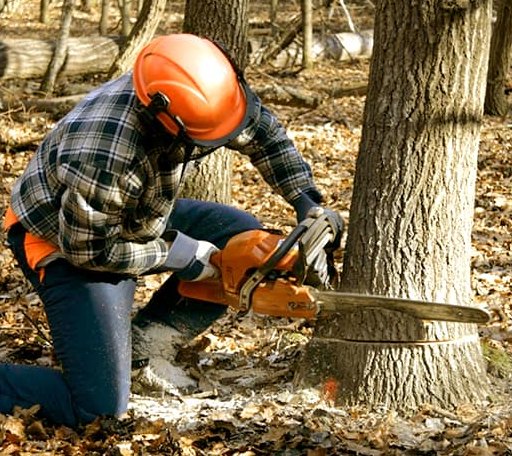 Tree Removal in Dewey, OK